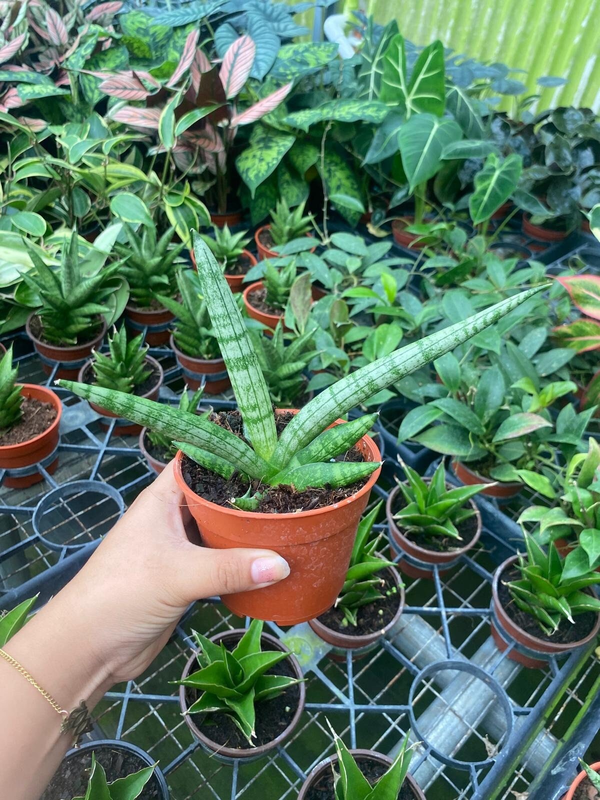 Sanseveria Boncellensis